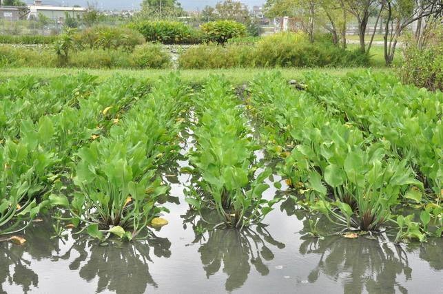 广东水生植物,广东水生植物起到的作用有哪些