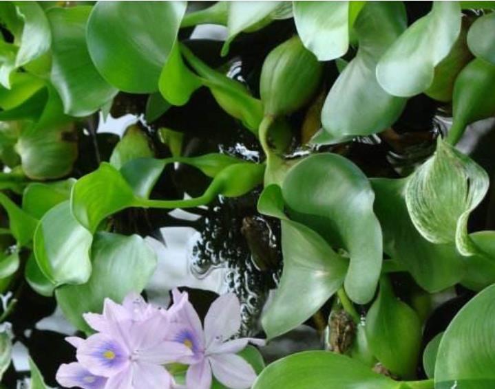 水葫芦.jpg